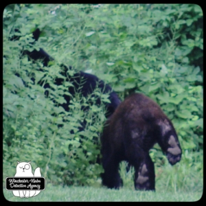 black bear mother and cub