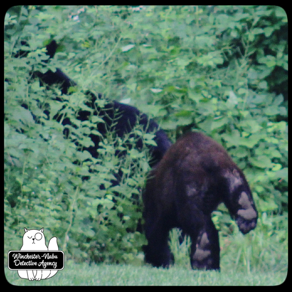 20210602 bears 14_wm