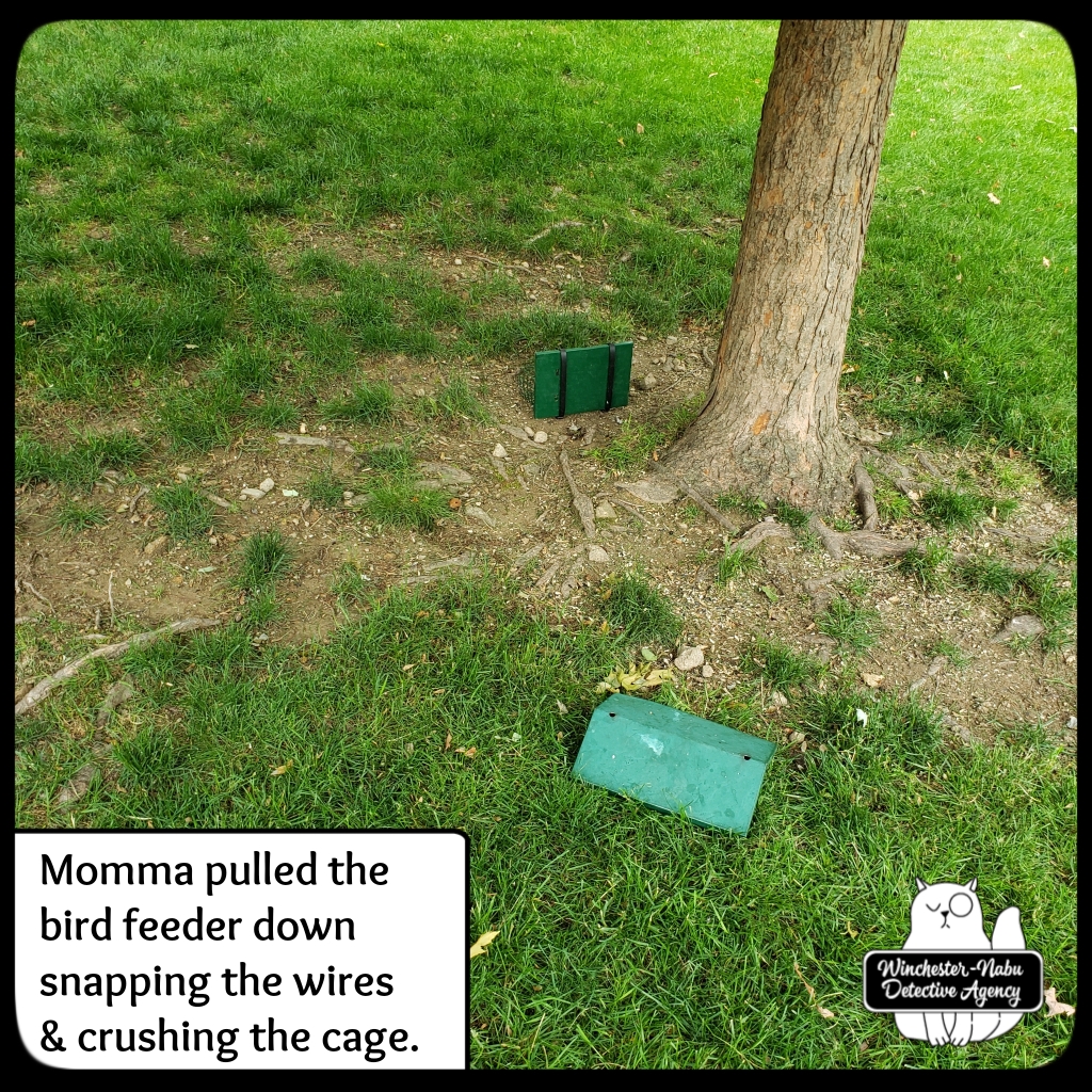 20210602 bears 15_wm