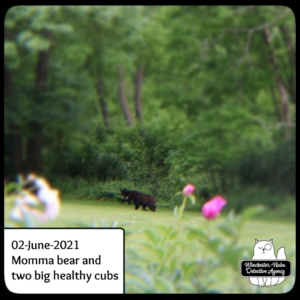 black bear mother and cubs