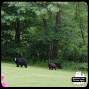 black bear mother and cubs