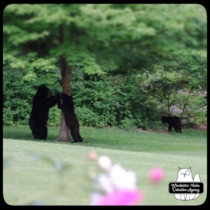 black bear mother and cub