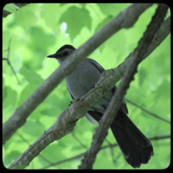 catbird in tree