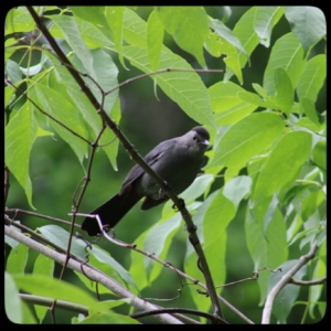 catbird in tree