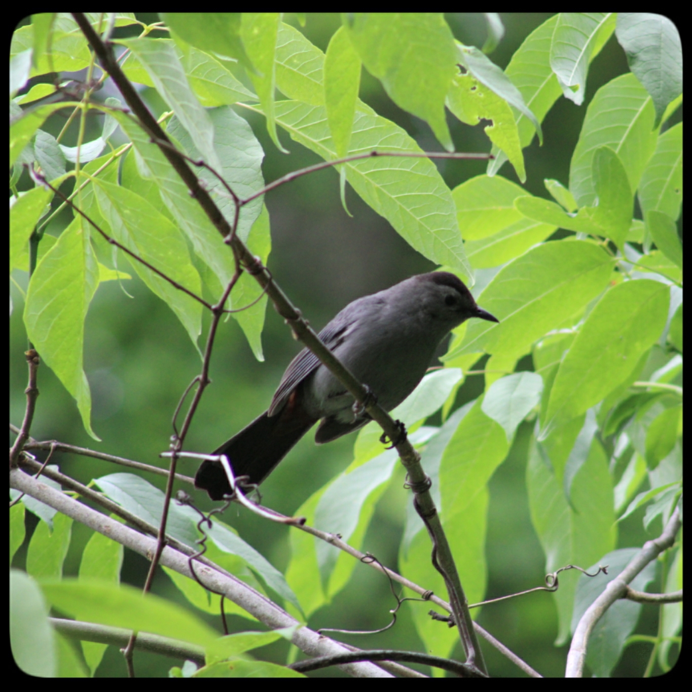 20210602 catbird (3)