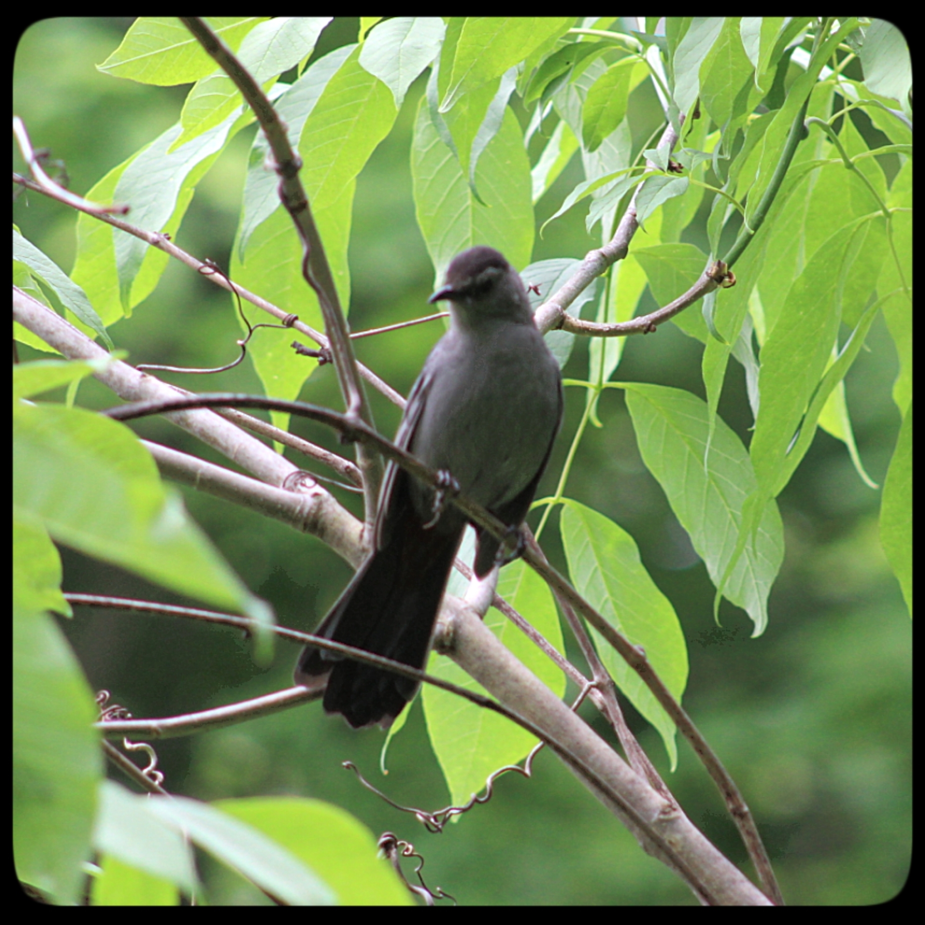 20210602 catbird (5)