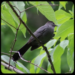 catbird in tree