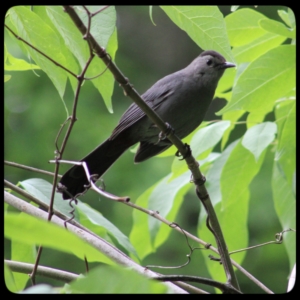 catbird in tree