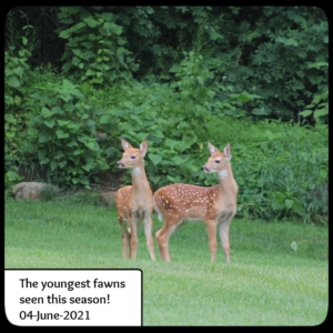 deer fawns