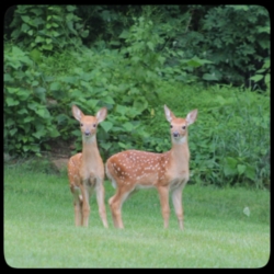 deer fawns