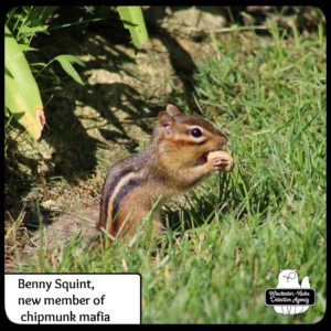 Benny Squint chipmunk