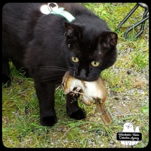 Gus with chipmunk in his mouth