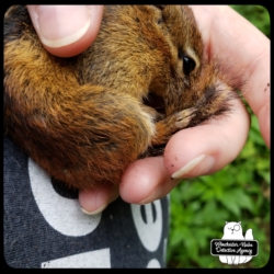 chipmunk rescue