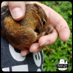 chipmunk rescue