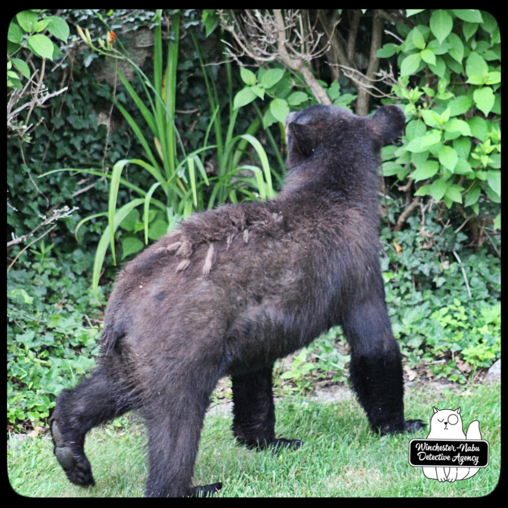 20210622 boy bear cub (1)