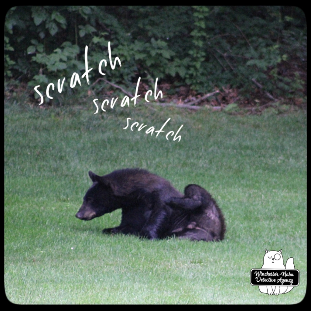 20210622 boy bear cub (13)