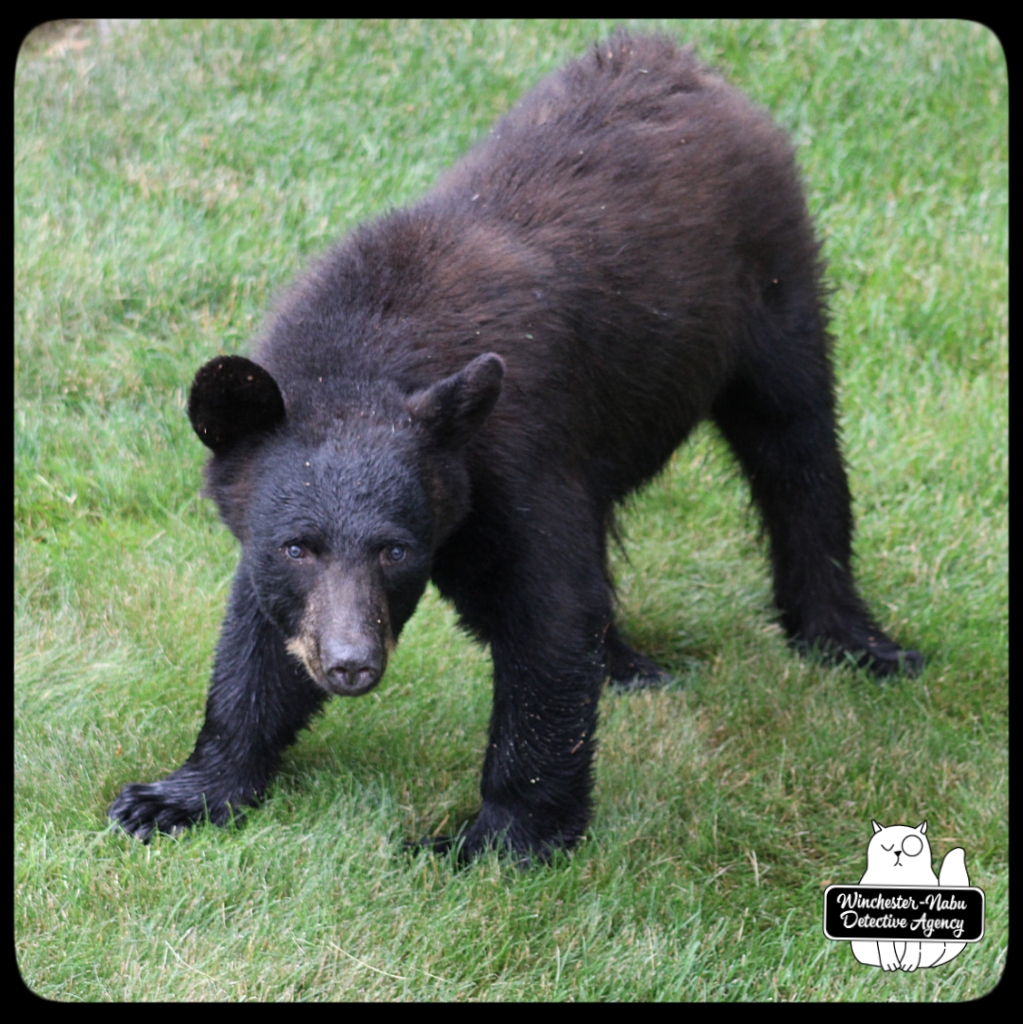 20210622 boy bear cub (16)