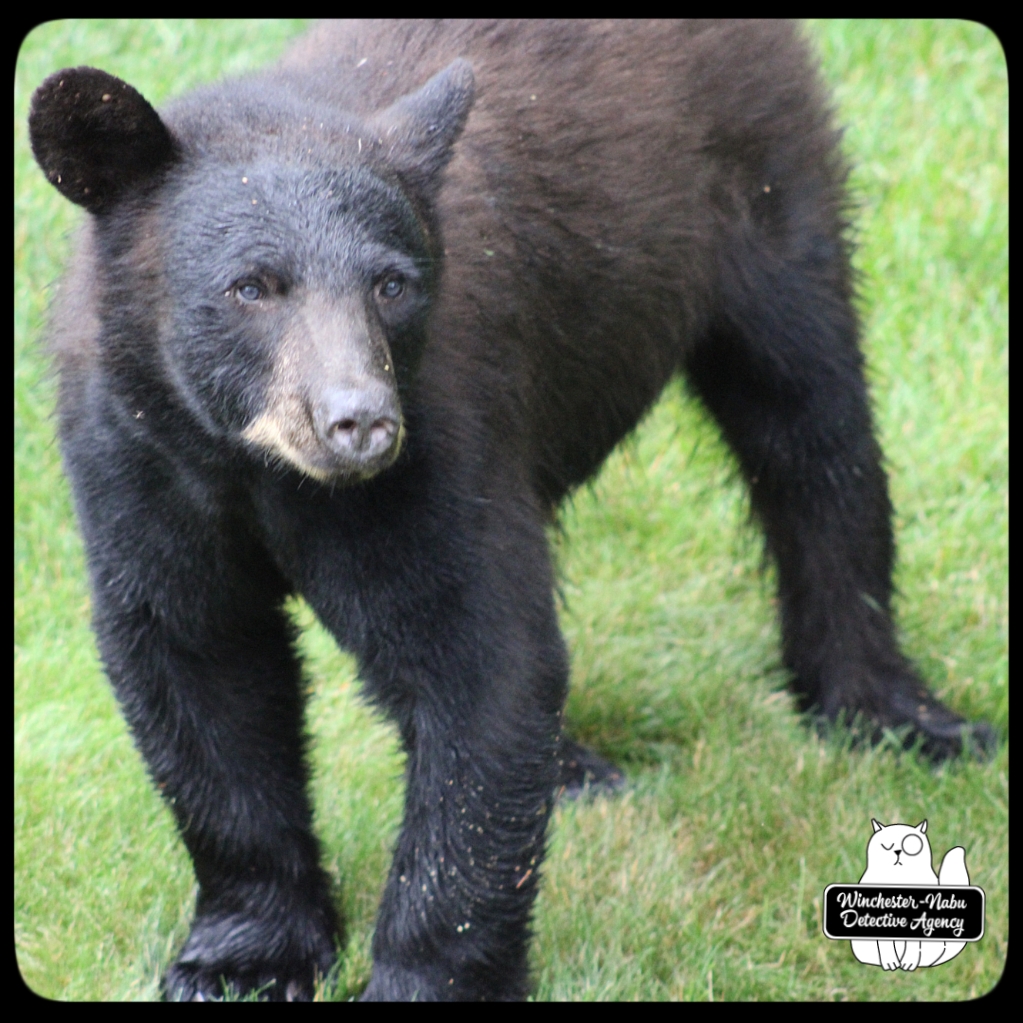 20210622 boy bear cub (19)