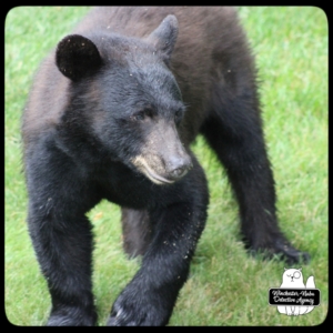 bear volkolak cub