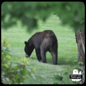 bear volkolak cub