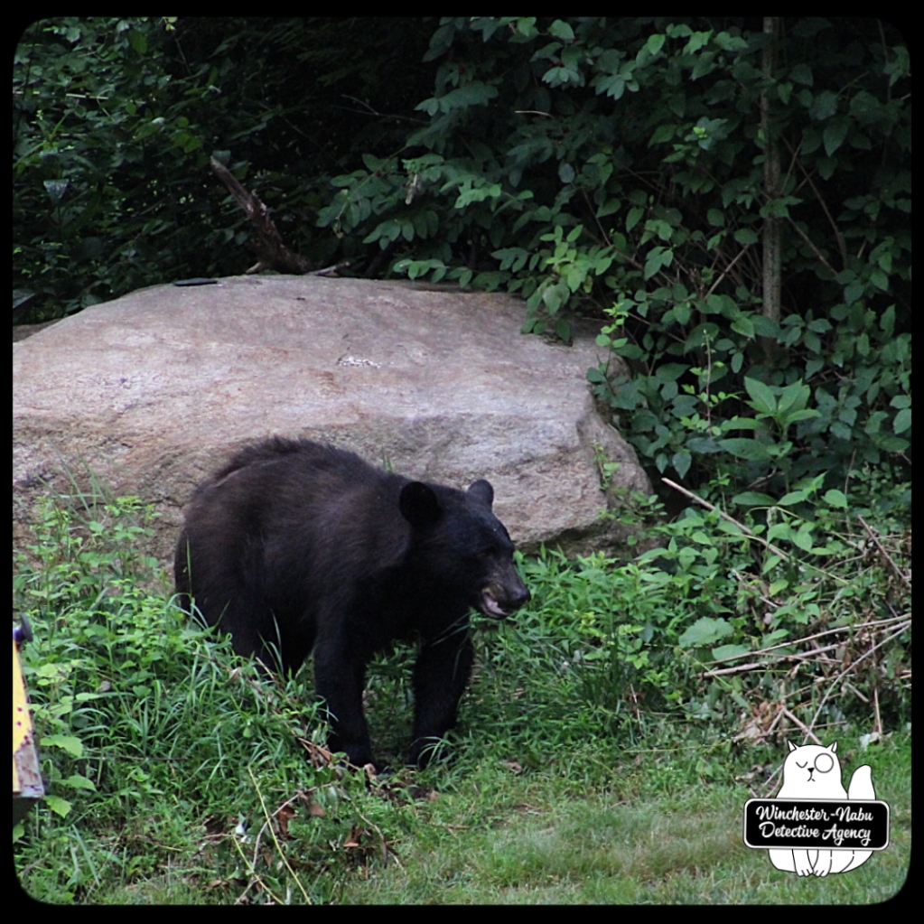 20210622 boy bear cub (29)