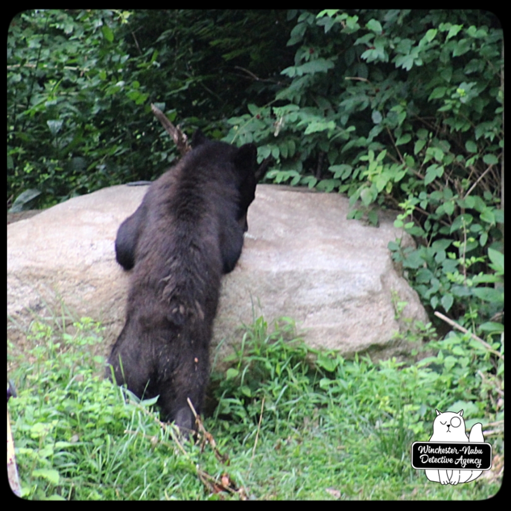 20210622 boy bear cub (32)