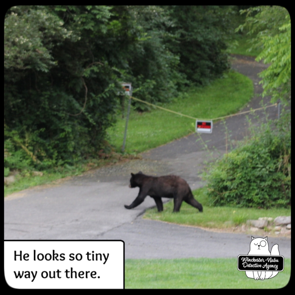 20210622 boy bear cub (38)