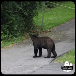 bear volkolak cub