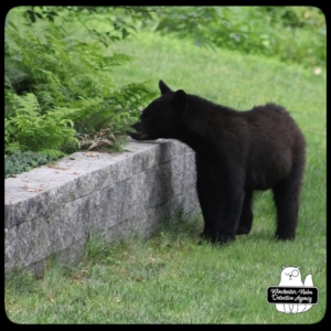 bear volkolak cub