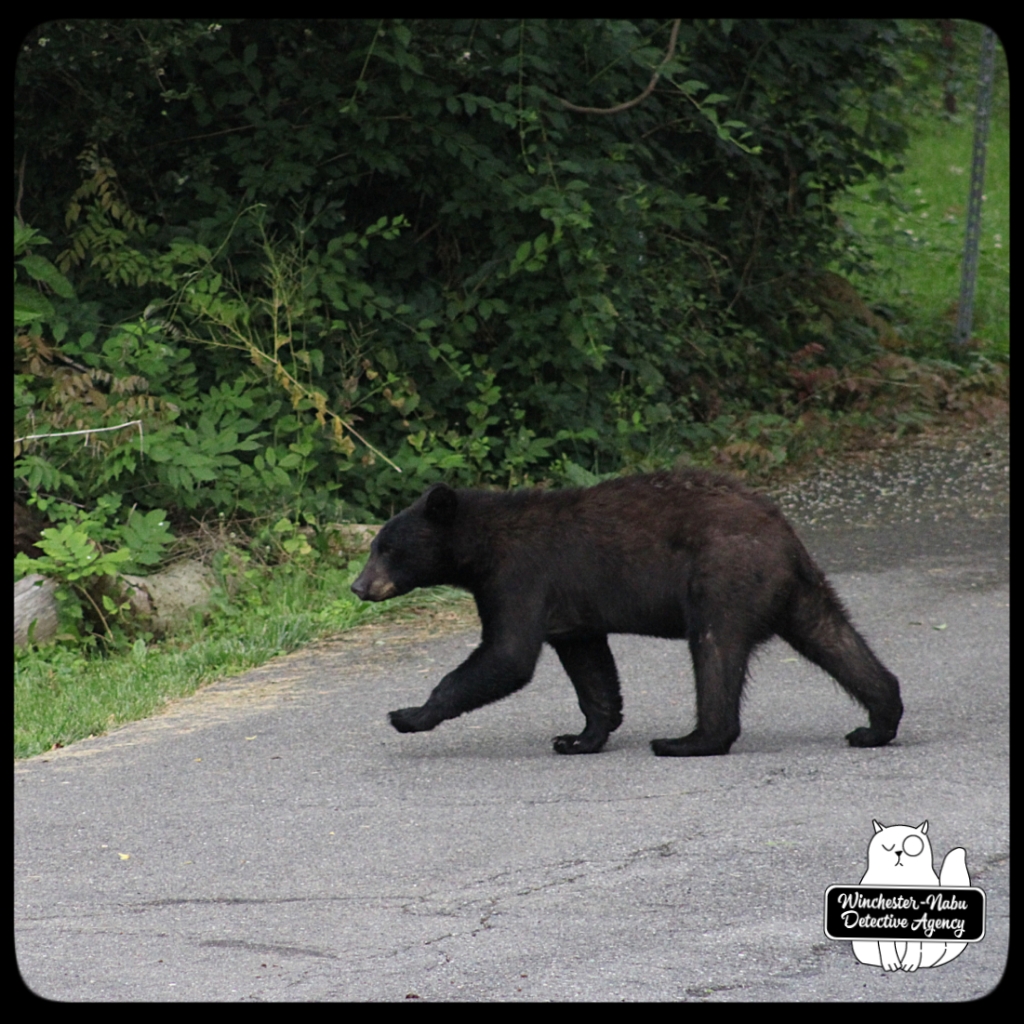 20210622 boy bear cub (40)