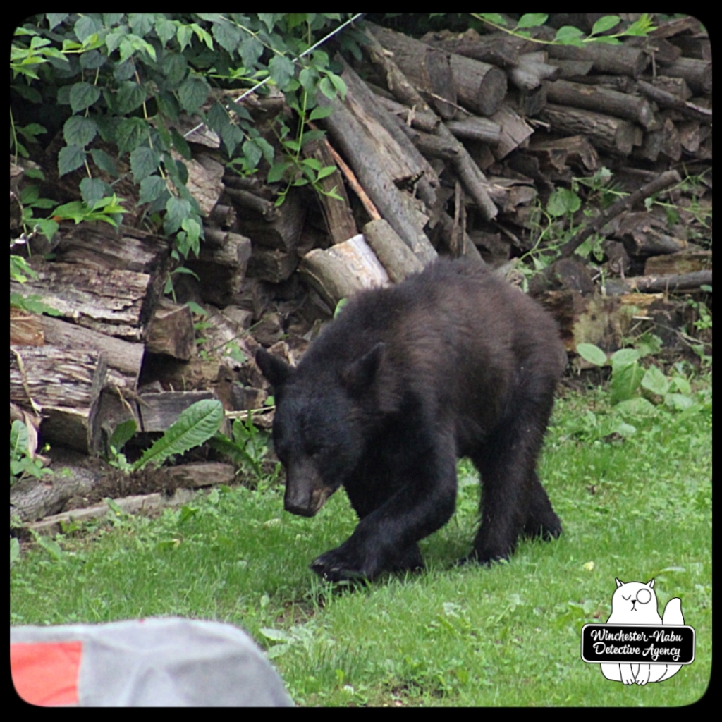 20210622 boy bear cub (41)