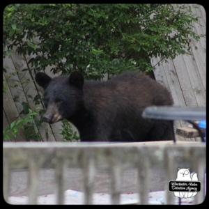 bear volkolak cub