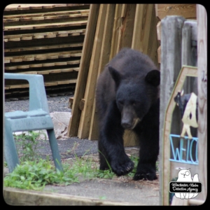 bear volkolak cub