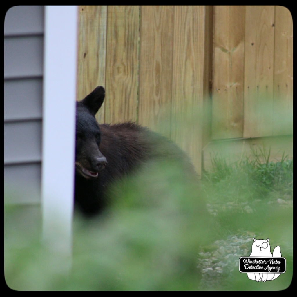 20210622 boy bear cub (45)