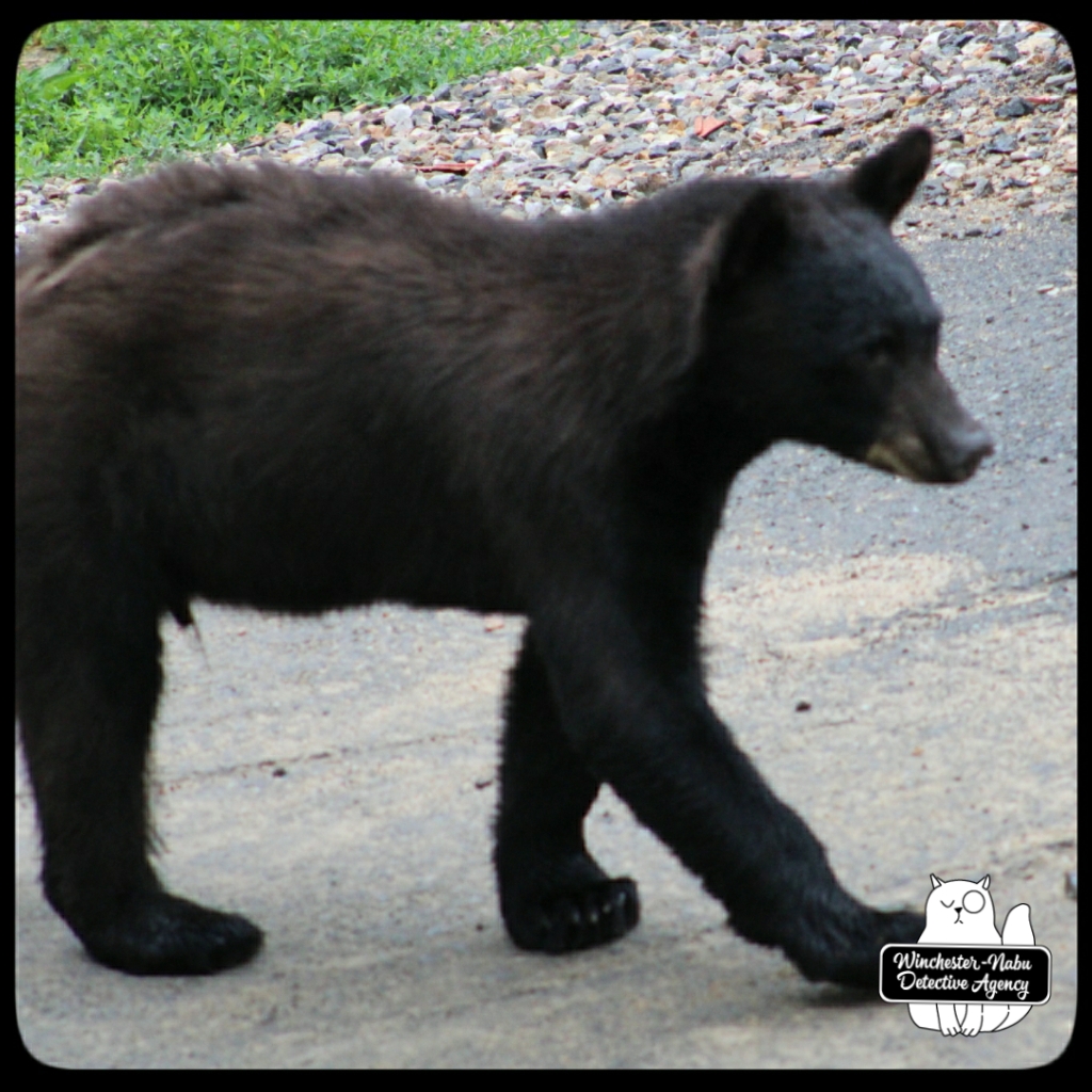 20210622 boy bear cub (48)