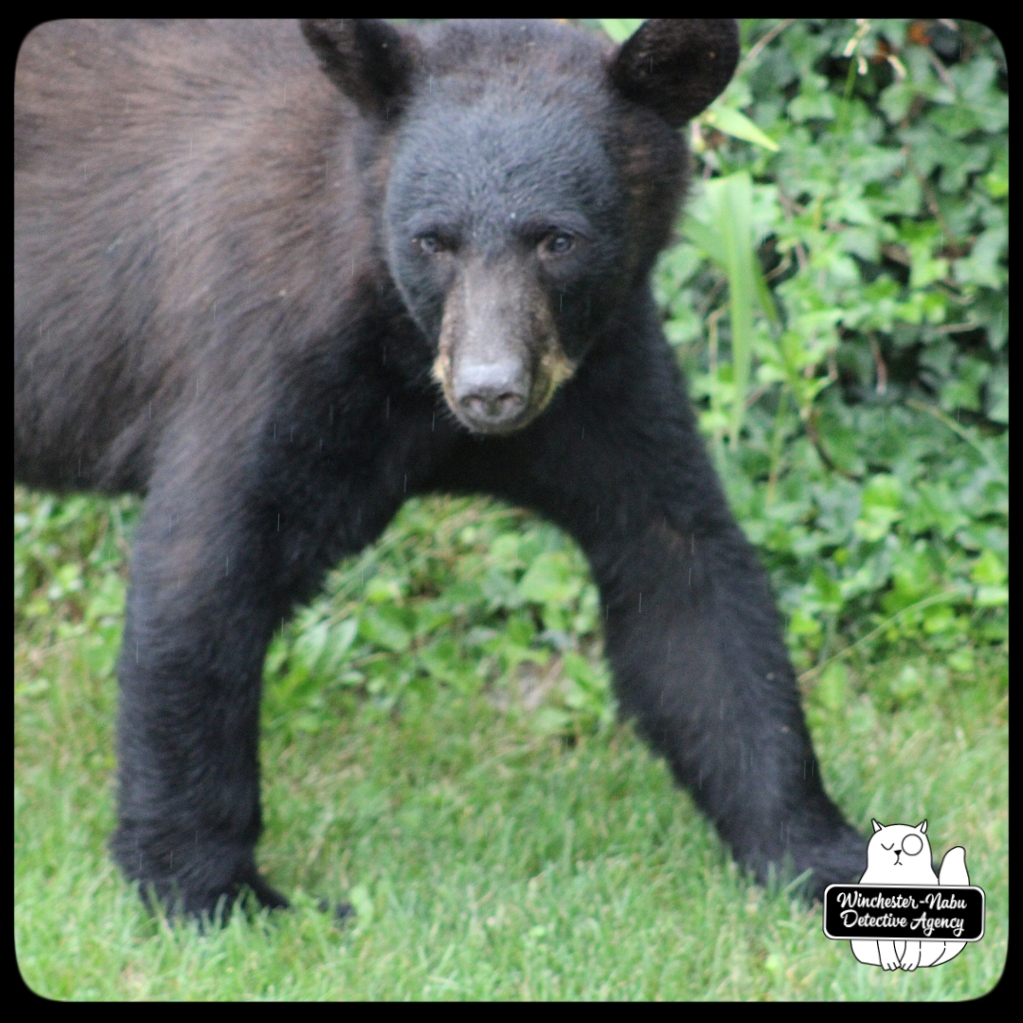 20210622 boy bear cub (49)
