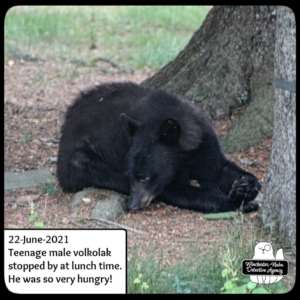 bear volkolak cub