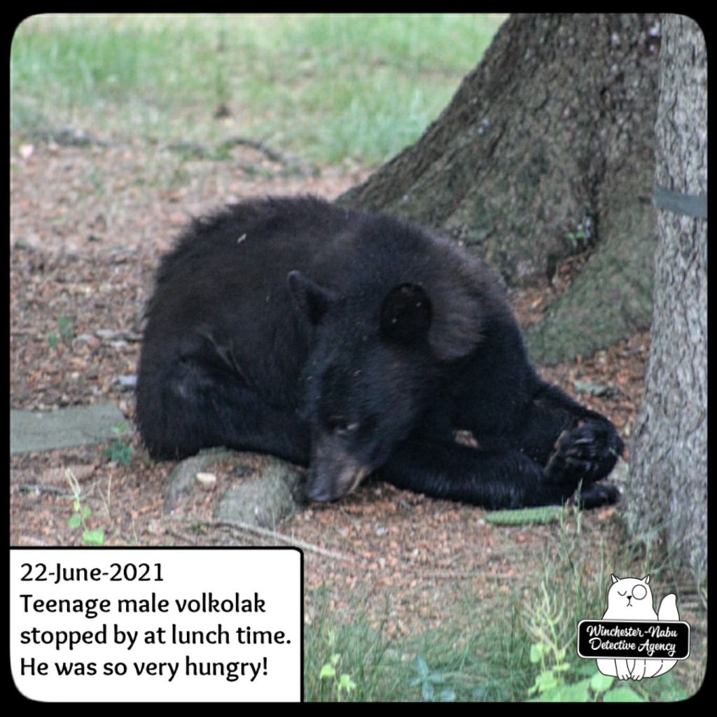 20210622 boy bear cub (51)