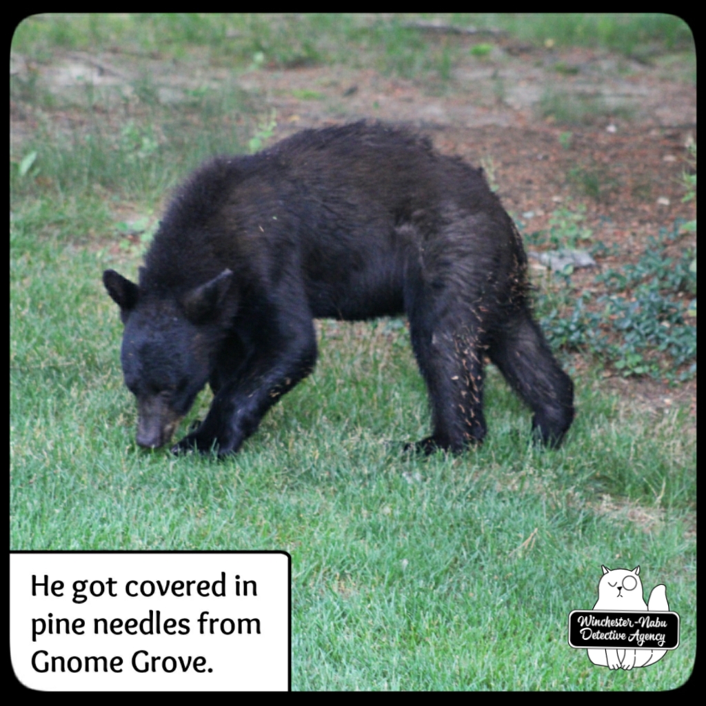 20210622 boy bear cub (59)