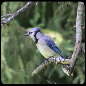 bluejay