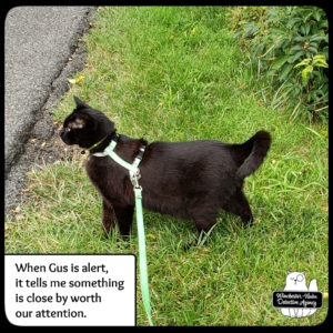 black cat Gus