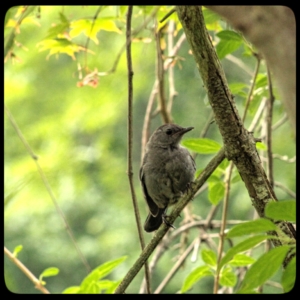 catbird