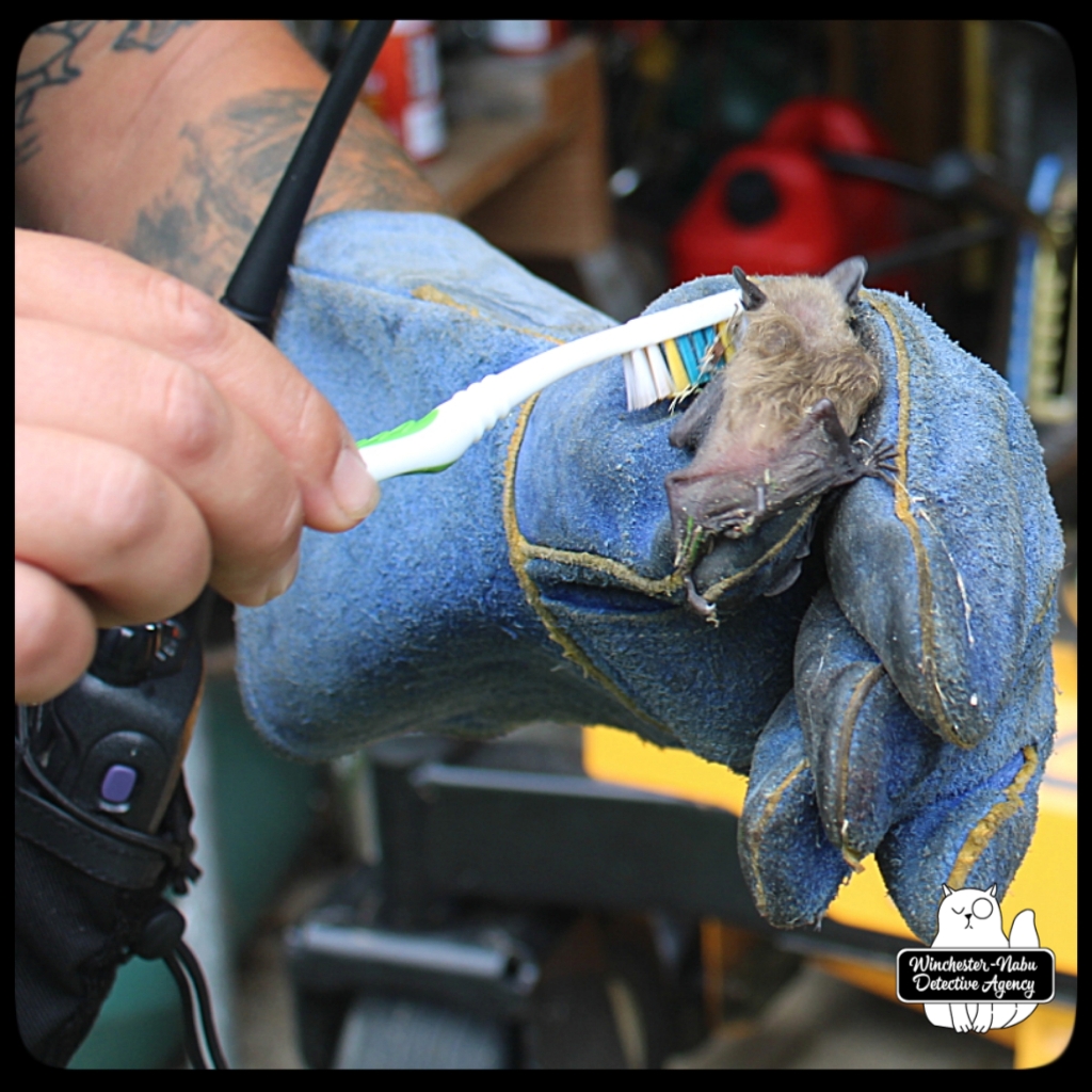 20210713_batrescue_wm (15)