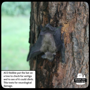 big brown bat climbing tree