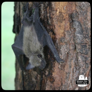 big brown bat climbing tree