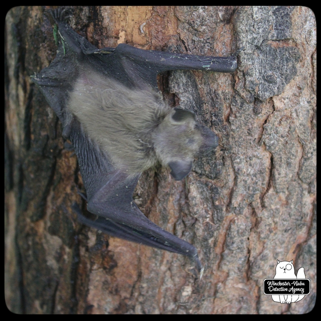 20210713_batrescue_wm (20)