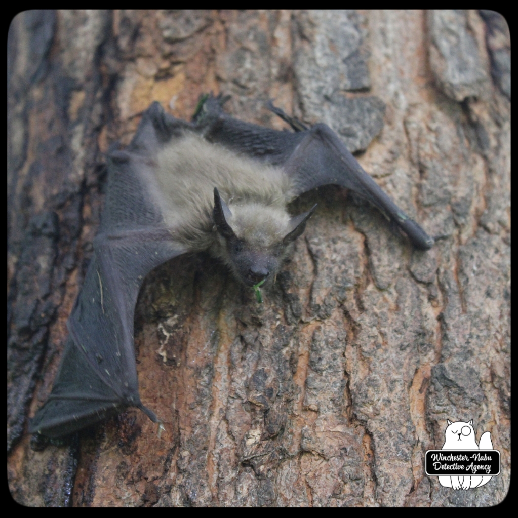 20210713_batrescue_wm (21)