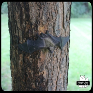 big brown bat climbing tree