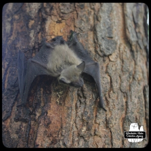 big brown bat climbing tree