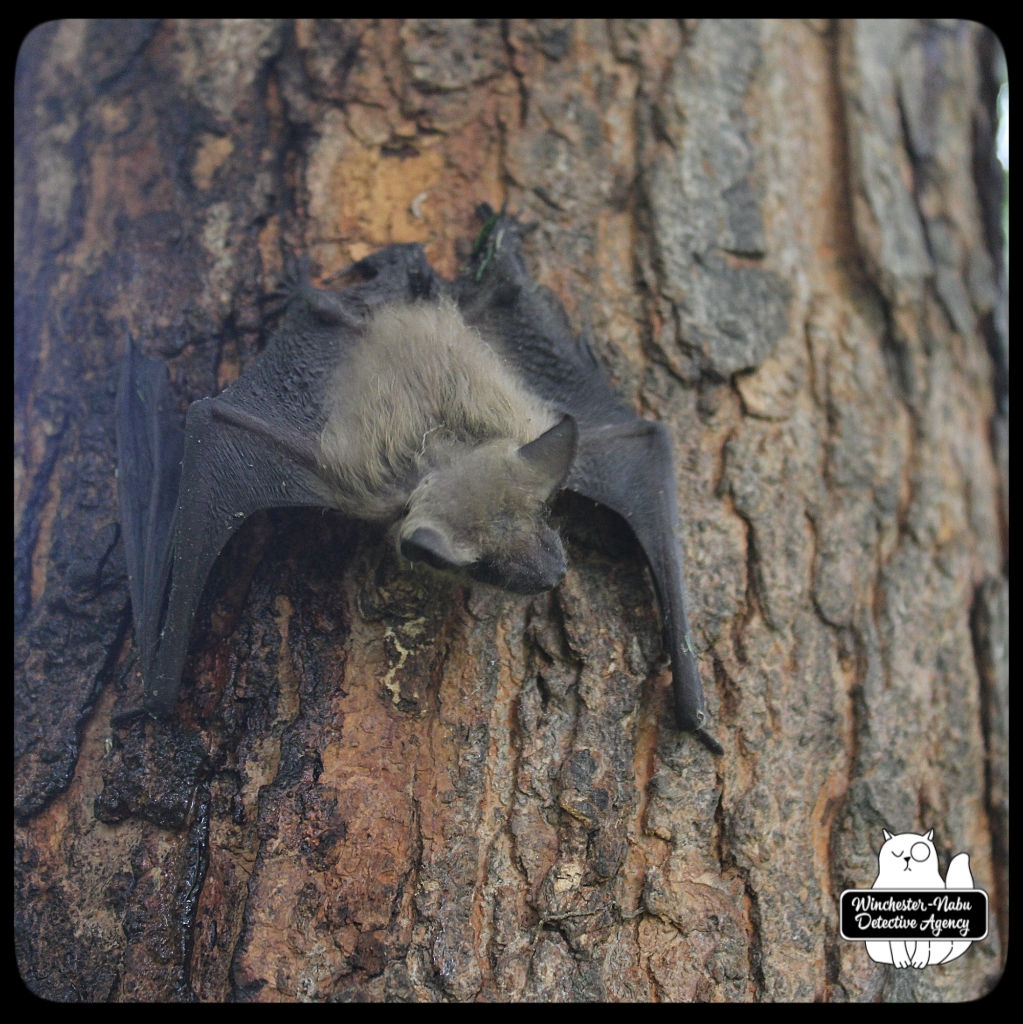 20210713_batrescue_wm (24)